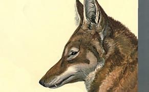 Latin American Naturalists Step Out of the Shadows