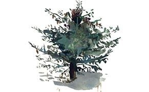 The Trees That Didn't Make the Cut