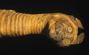 Unwrapping the Ancient Egyptian Practice of Animal Mummification