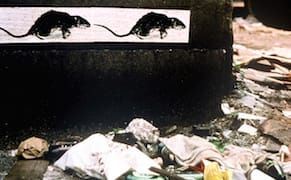 Christy Rupp on Rats, Geese, and the Ecology of Public Art