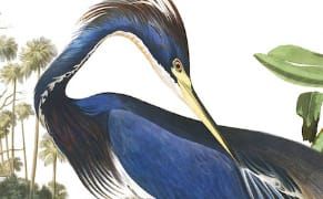 All of Audubon's 'Birds of America' in One High-Resolution Flock