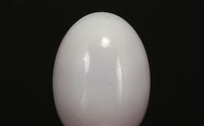 Rare Pearl Fished Out of Seafood Stew Heads to Auction