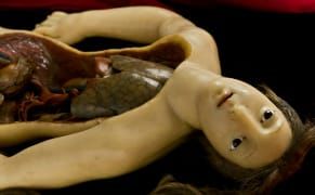 Centuries of Collecting the Curious and Macabre through Digital Storytelling