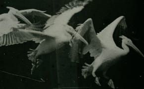 The Scientist Who Shot His Photos with a Gun and Inspired Futurism