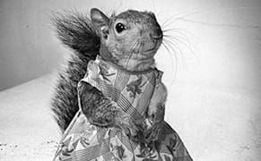 The Nutty Squirrel That Dressed in Drag