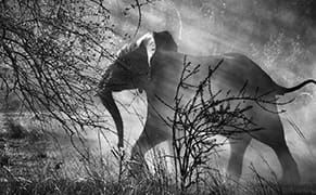 Wim Wenders Trains His Lens on a Photojournalist