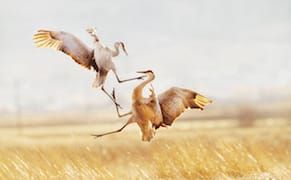 Photographers of a Feather Flock to Audubon Competition