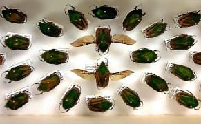 Recording the Insect Ecology of a Prison Reclaimed by Nature