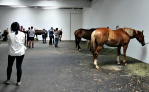 The Calm and Controversy of 12 Horses in an Art Gallery