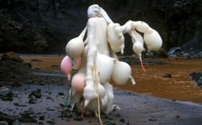 How Women Artists Have Explored Nature's Unruly Side