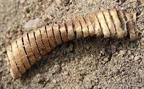 2,000 Ancient Gold Spirals Unearthed in Denmark