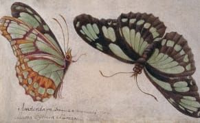 A 17th-Century Woman Artist's Butterfly Journey