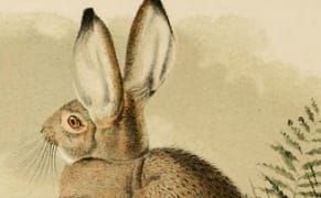 A Sonic Alarm for Our Natural World Going Silent