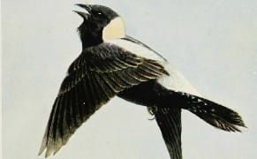 The World's Largest Wildlife Sound Archive and the Urgency of Preserving Noise