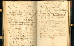 How Audubon Pranked a Fellow Naturalist with a Bulletproof Fish