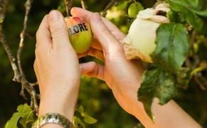 Printing a Poem on an Orchard’s Apples