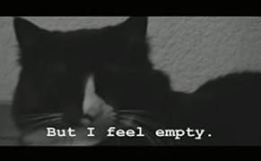 Prolegomena to Any Future Poetics of the Cat Video