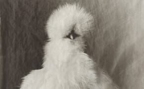 Portraits of Contemplative and Cocky Poultry