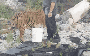 Another Oblivious Artist Comes to Detroit, Accidentally Lets Tiger Loose