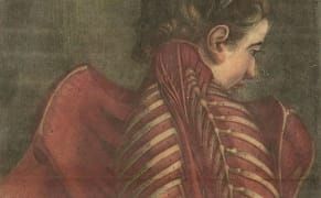 18th-Century Anatomical Illustrations Reveal Flayed Flesh and Shining Bones