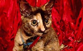 Learning Greensboro: When Personal Life Becomes Public History (Part 1)