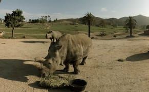 Before They Disappear: A Virtual Reality Requiem for the Last Four White Rhinos