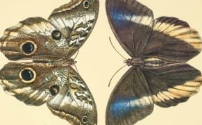 The Resurrection of a Lost 19th-Century Butterfly Manuscript