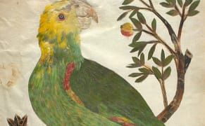 The Fantastic 17th-Century Book of Birds, Made from Feathers