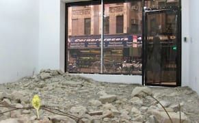 Live Parakeets and Bullfrogs Amid the Wreckage of War