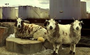 Vermont College of Fine Arts Offers New Scholarships for MFA in Visual Art