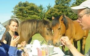 The Many Challenges of Dining with Animals