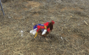 When Hens Look Like Maleviches