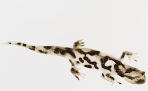 Alexis Rockman Captures Long Island's Flora and Fauna in Dirty Field Drawings