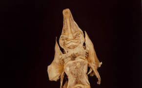 Photography as Mummification