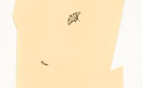 Folded and Fragmented Drawings of the Natural World