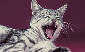 Success Secrets of a Famous Cat Photographer