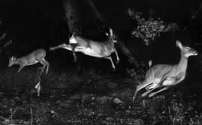 The First Flash Photographs of the Natural World At Night