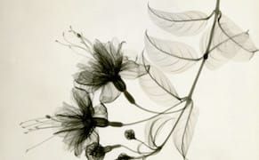 A Radiologist's X-Ray Photographs of Flowers from the 1930s