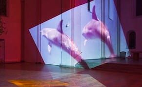 Imagining the Inner Lives of Animals