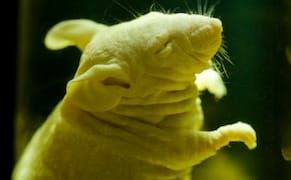 A Museum for Our Postnatural Age