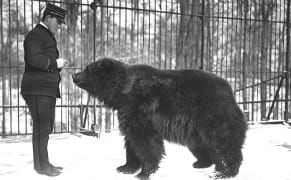 From an Extinct Lion to an Alligator Mid-Meal, Preserving Moments from the Bronx Zoo’s Glass Plate Archive