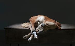 Berlinde De Bruyckere's Beloved Corpses