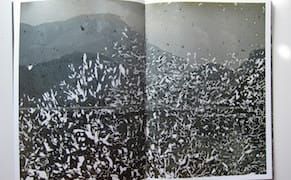 The Beauty of Moldy Photos