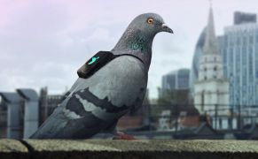 Pigeons Recruited to Measure the Invisible Toxicity of London's Air