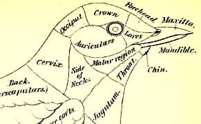 The Bird-Based Color System that Eventually Became Pantone