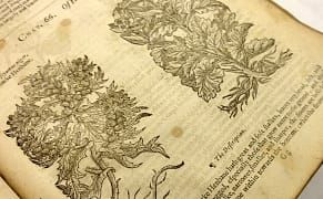 The Poisons, Potions, and Charms of Shakespeare’s Plays