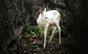 Using Cameras to Commune with Nature