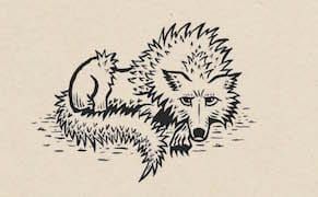 Reader’s Diary: Juliana Spahr’s ‘That Winter the Wolf Came’