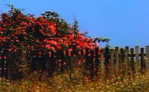 Honoring an American Titan of 20th-Century Experimental Cinema