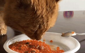 Russian Museum Makes Good on Its April Fools’ Joke and Hires a Cat